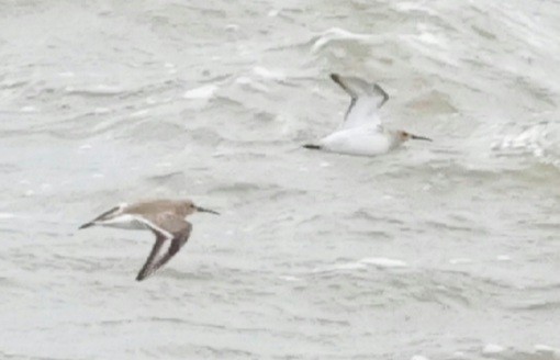 Dunlin - ML644638518