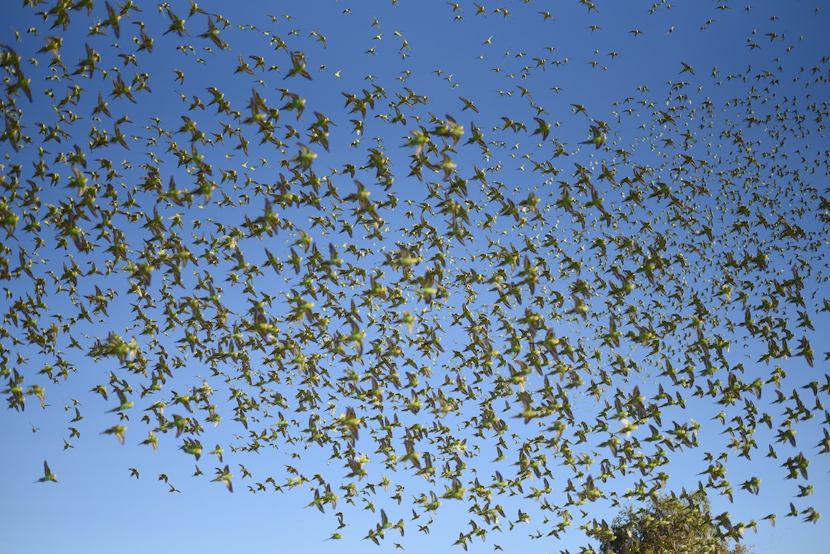 Budgerigar - ML644638519