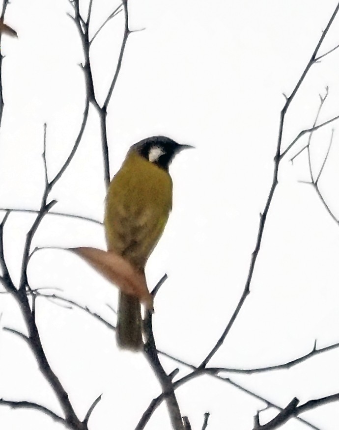 White-eared Honeyeater - ML644638522