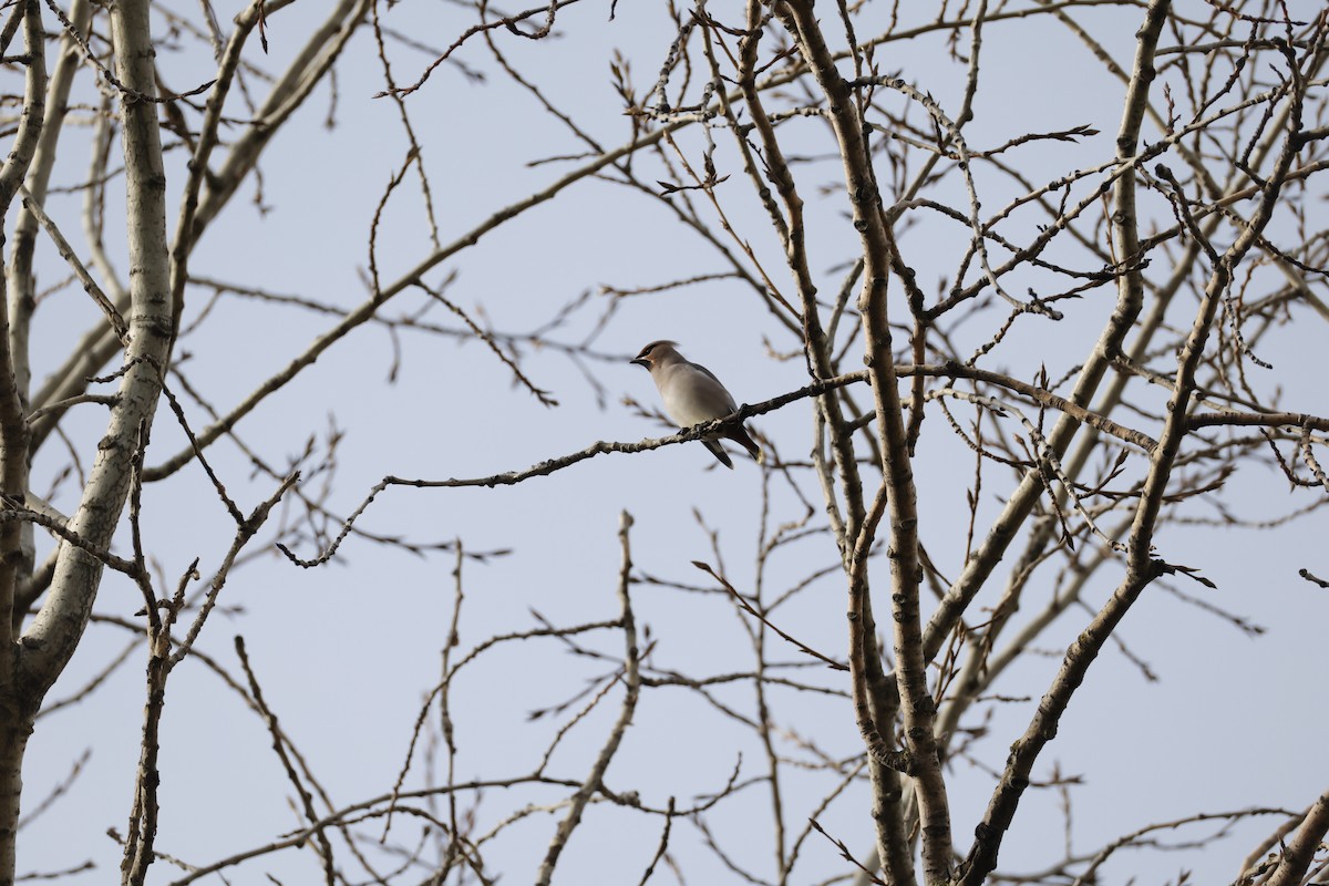 キレンジャク - ML644638523