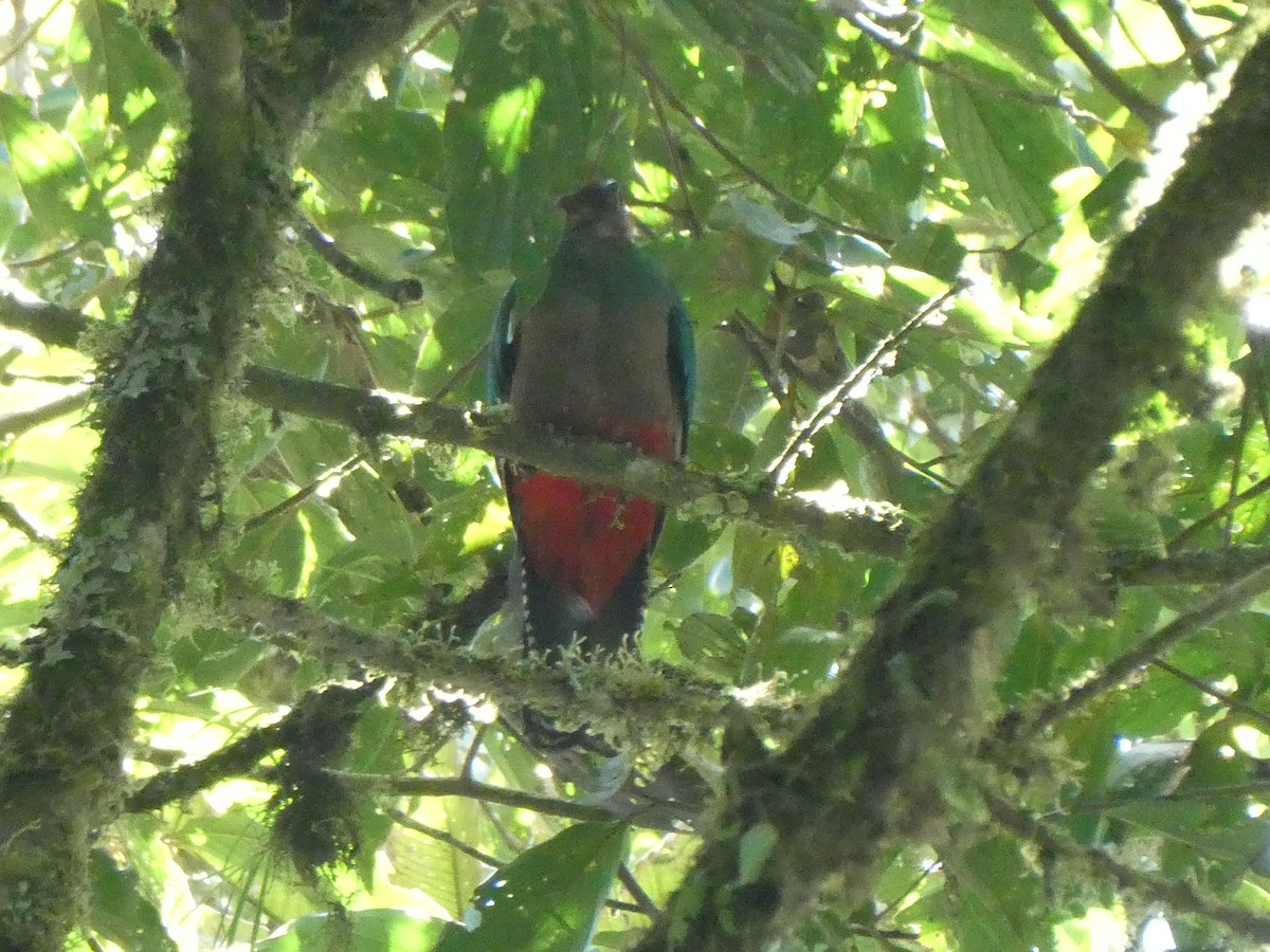 Crested Quetzal - ML644638524