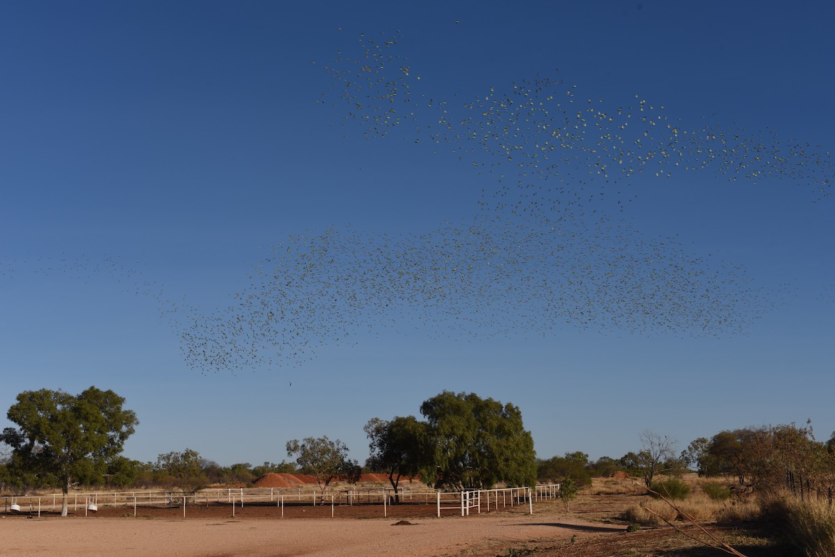 Budgerigar - ML644638526