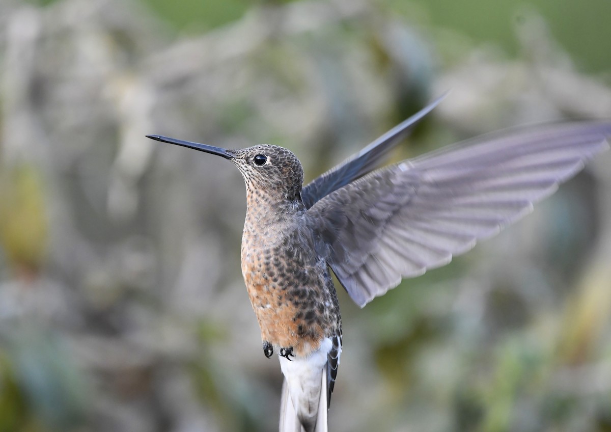 Giant Hummingbird - ML644638532