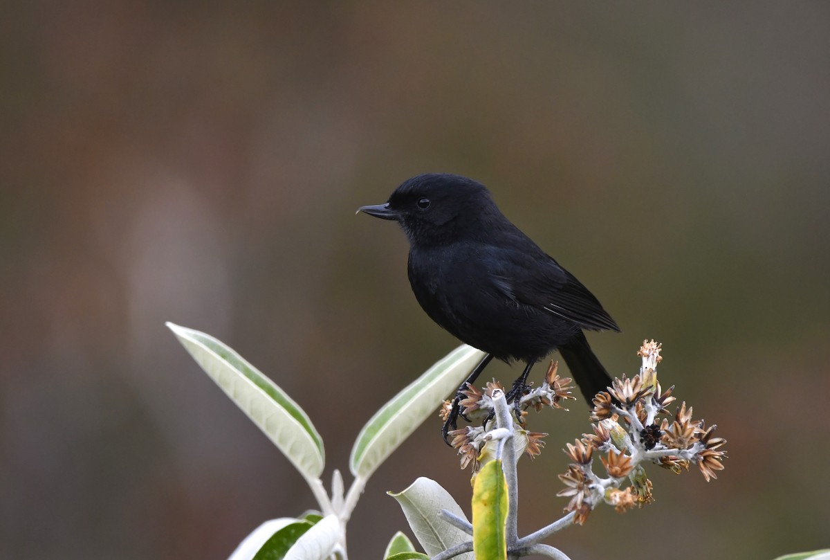Black Flowerpiercer - ML644638535