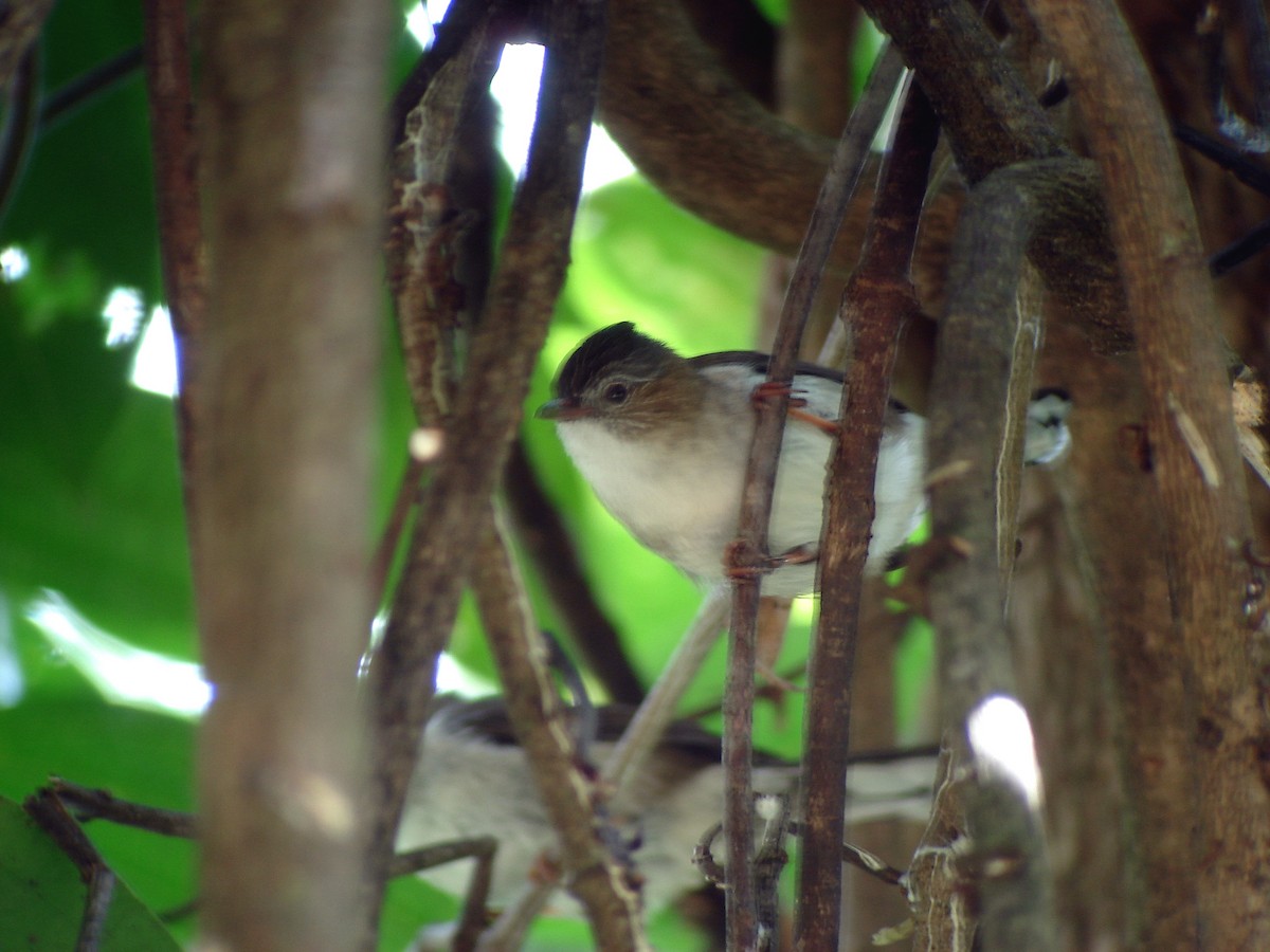 Striated Yuhina - ML644638538