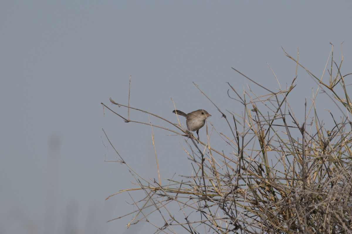 White-winged Fairywren (Blue-and-white) - ML644638546