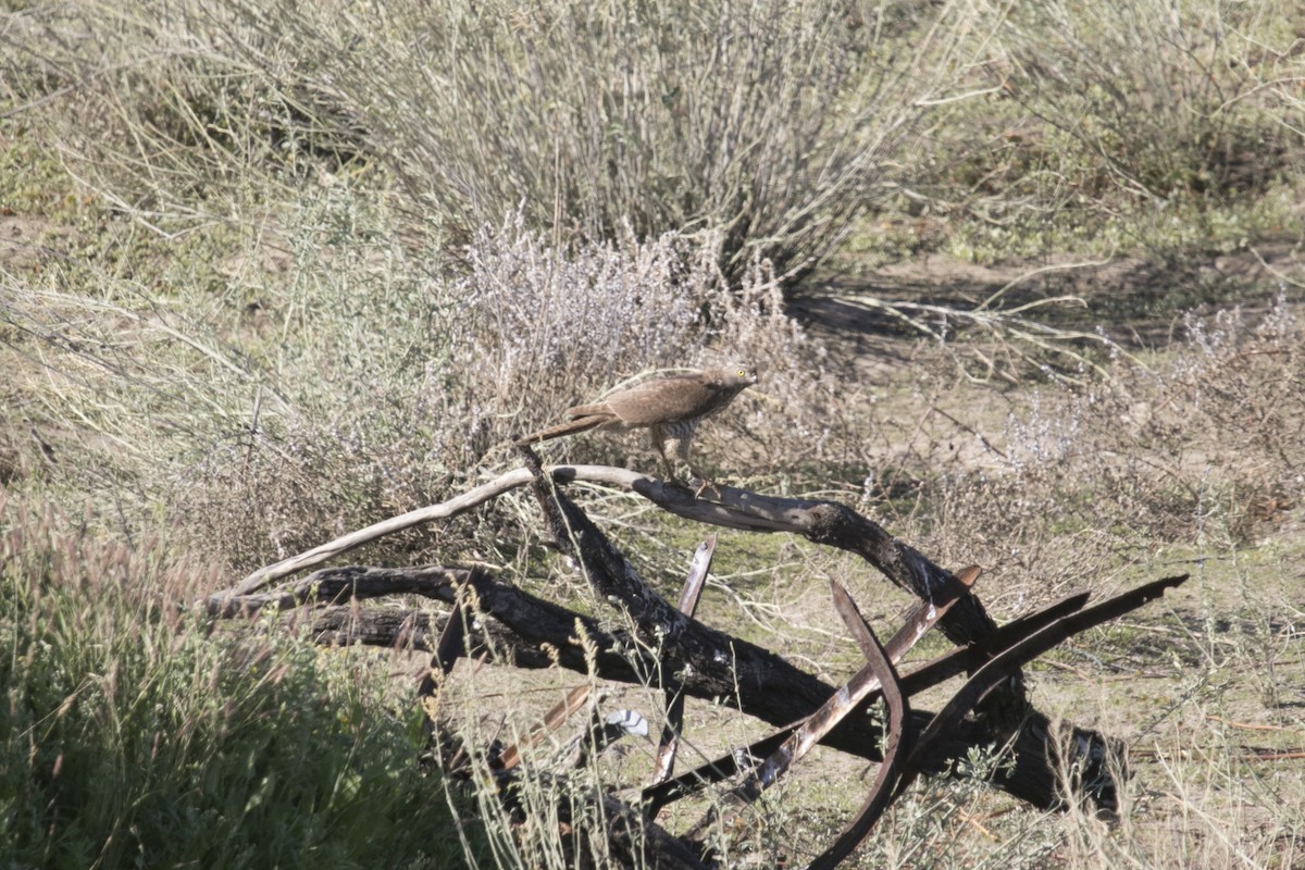 アカハラオオタカ - ML644638547