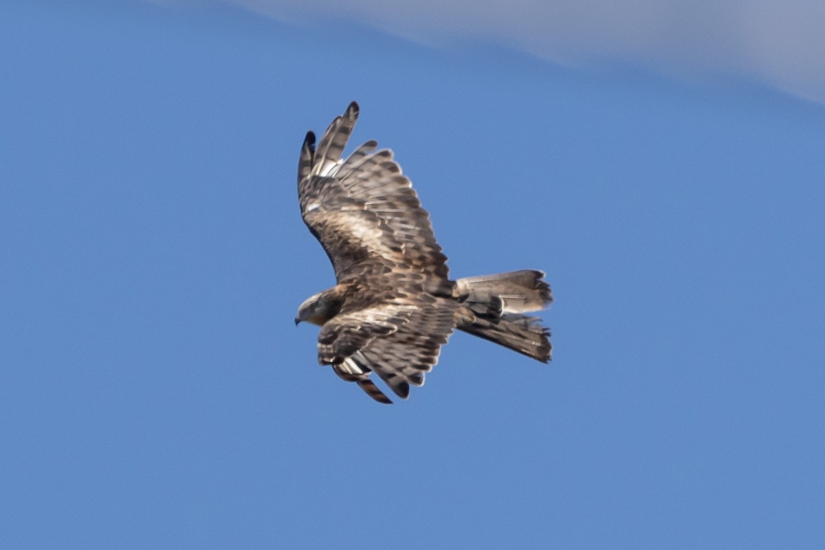 Square-tailed Kite - ML644638556