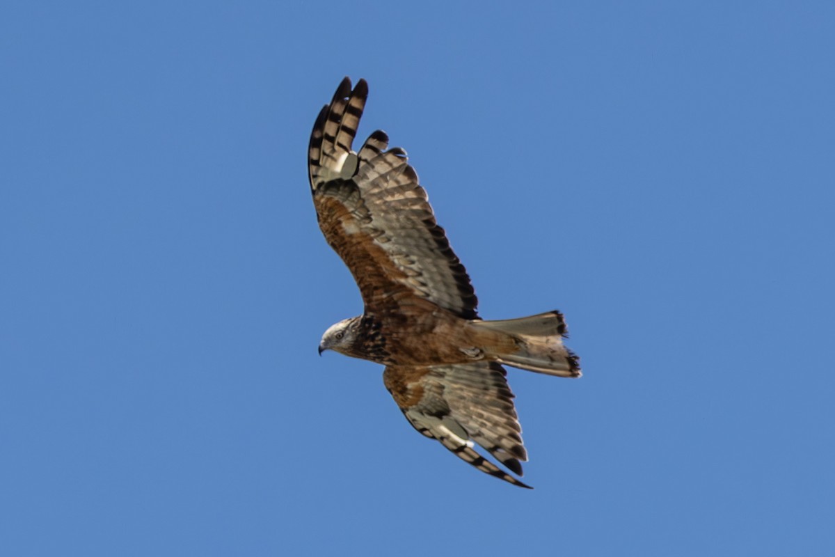 Square-tailed Kite - ML644638557