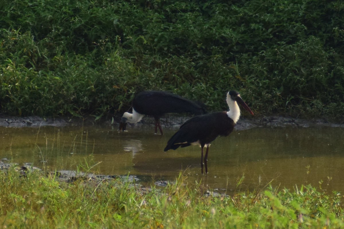 Asian Woolly-necked Stork - ML644638558