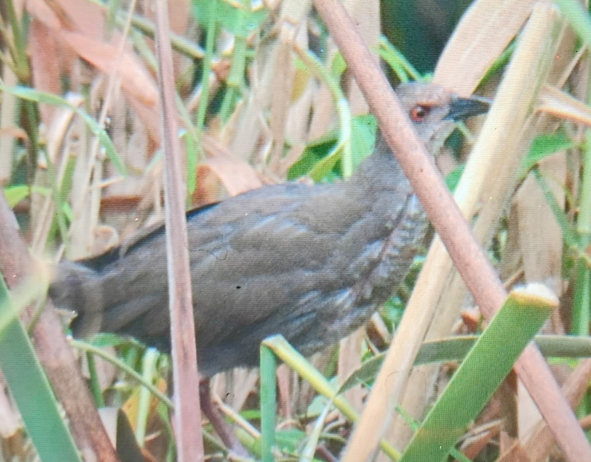 Ruddy-breasted Crake - ML644638560