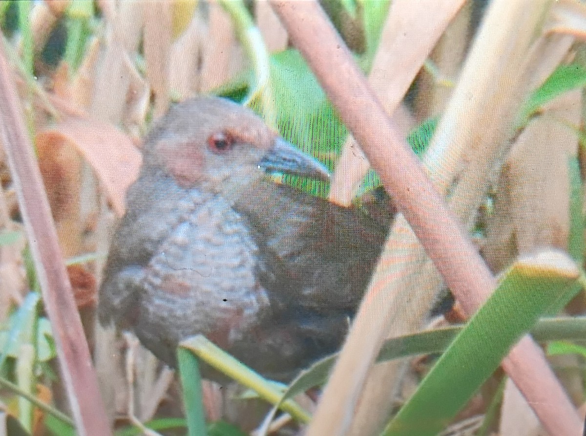 Ruddy-breasted Crake - ML644638561