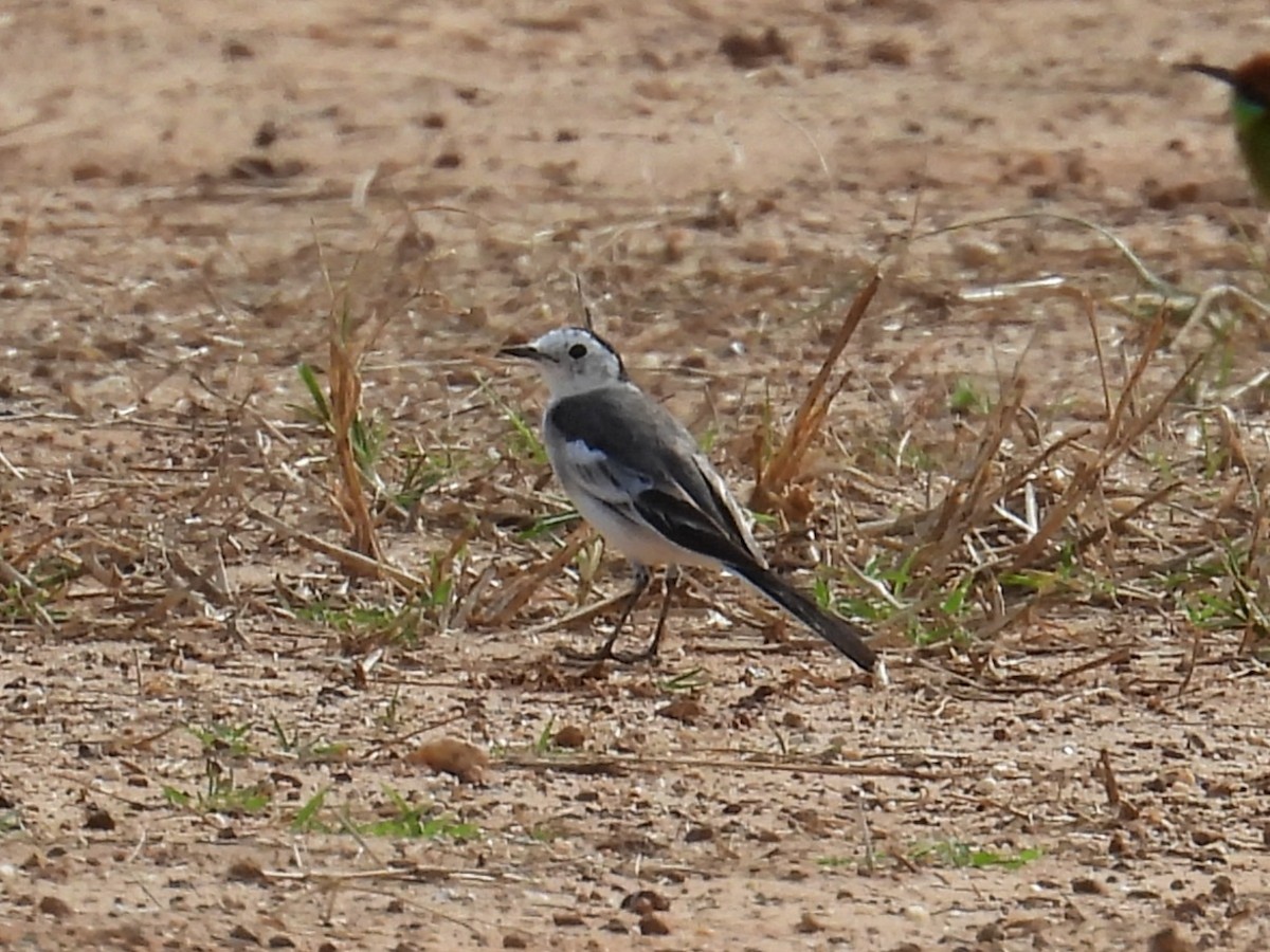 konipas bílý (ssp. leucopsis) - ML644638562