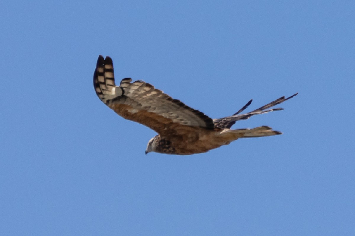 Square-tailed Kite - ML644638563