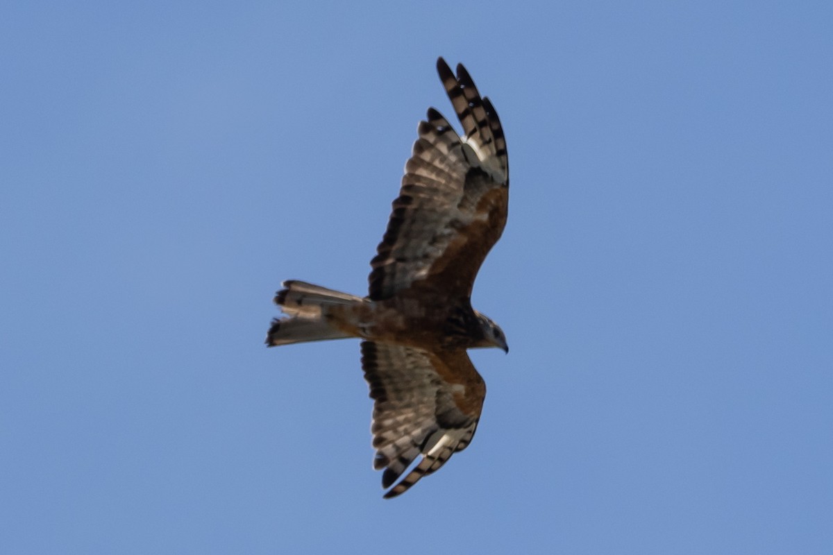 Square-tailed Kite - ML644638568