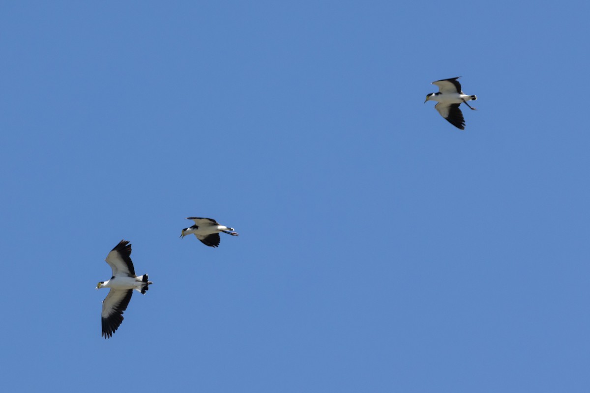 Hegabera maskaraduna - ML644638572