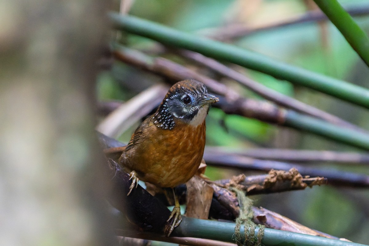 Spot-necked Babbler - ML644638576