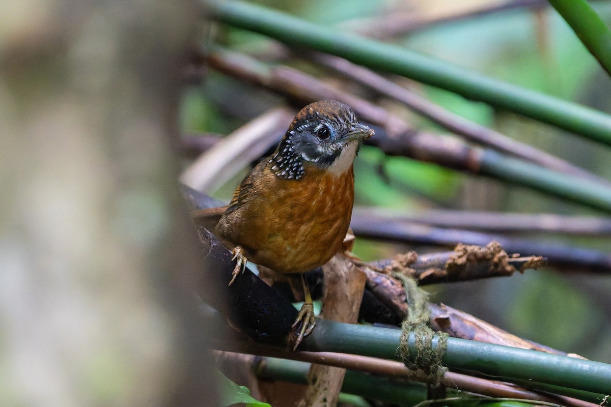 Spot-necked Babbler - ML644638577