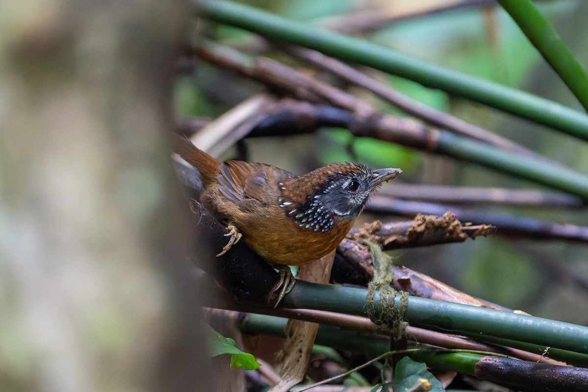 Spot-necked Babbler - ML644638578