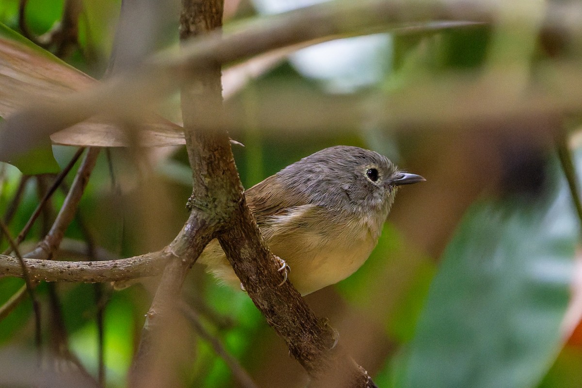 Fulveta de David - ML644638580