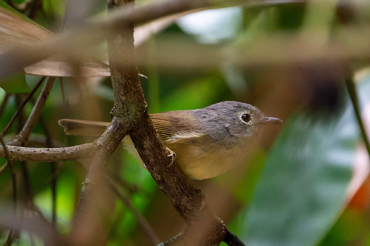 Fulveta de David - ML644638581