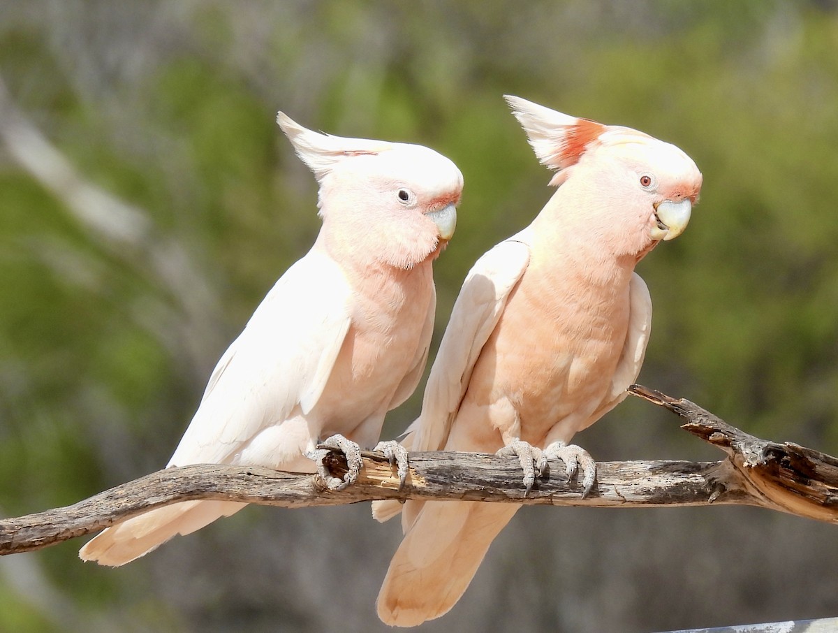 fagerkakadu - ML644638582