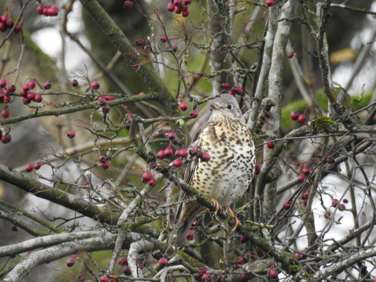 Grive draine - ML644638587