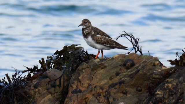 Ruddy Turnstone - ML644638588