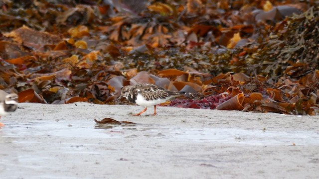 Ruddy Turnstone - ML644638589