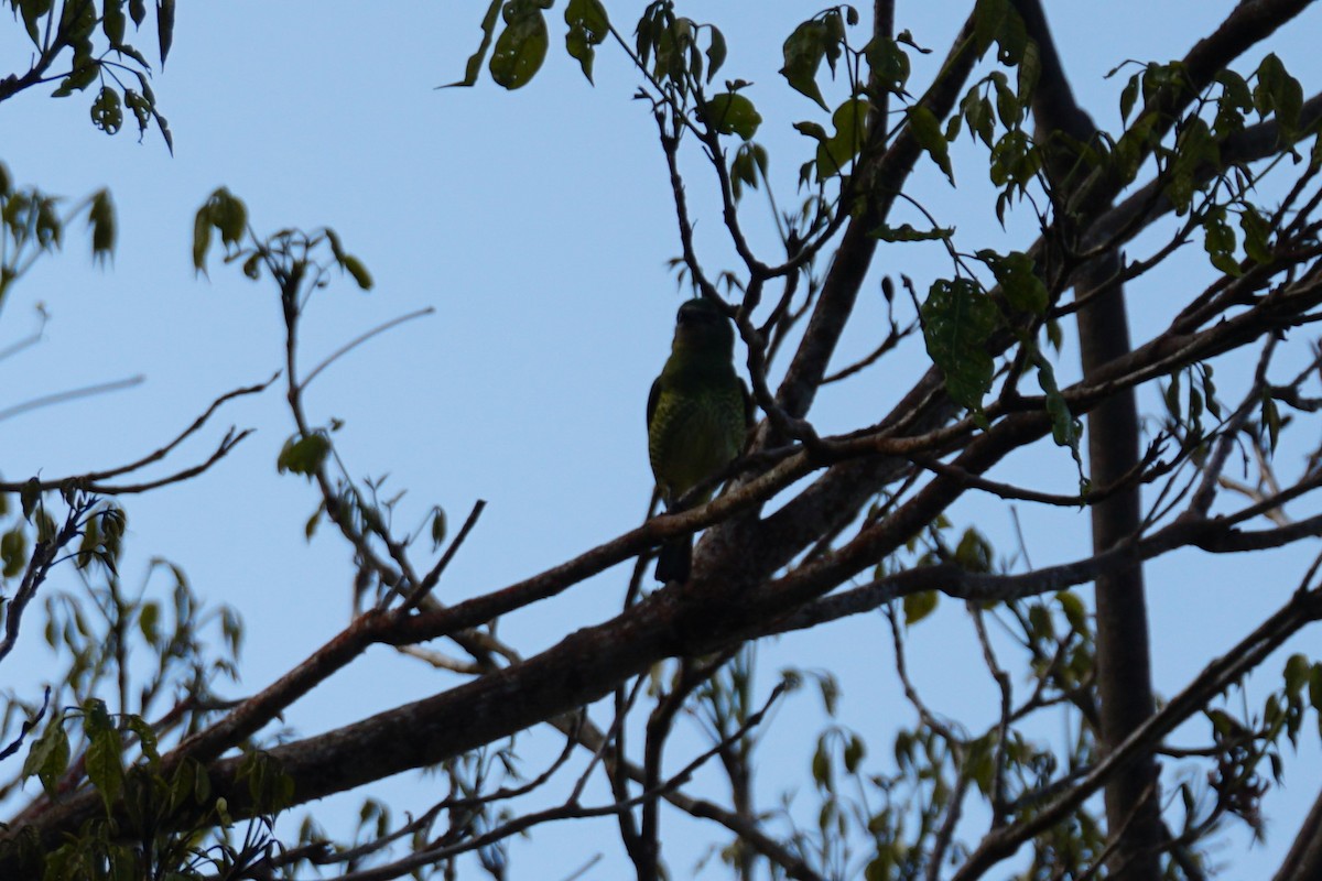 Swallow Tanager - ML644638593