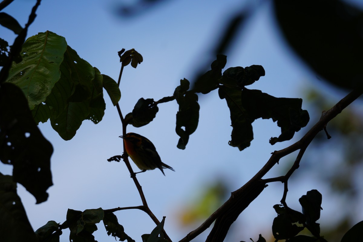 hemlokkparula - ML644638597