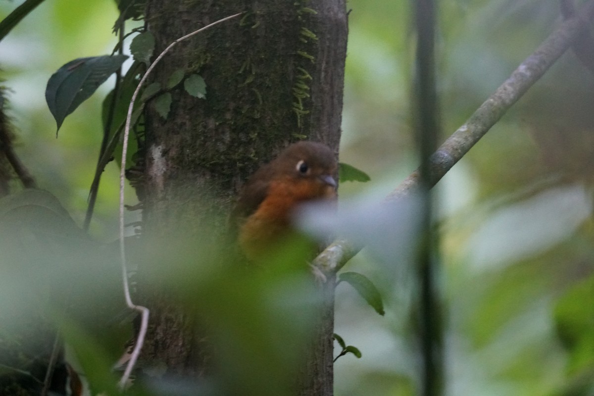 Ponchito Pechicastaño Sureño - ML644638601