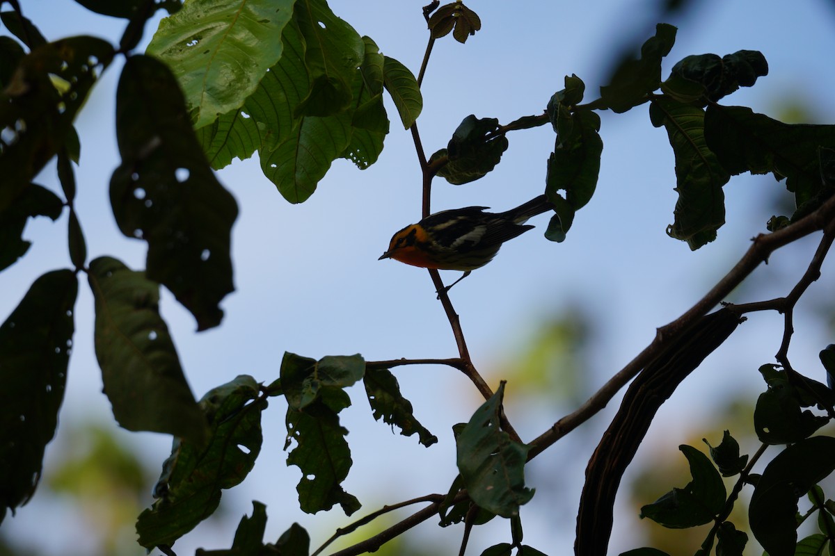 hemlokkparula - ML644638602