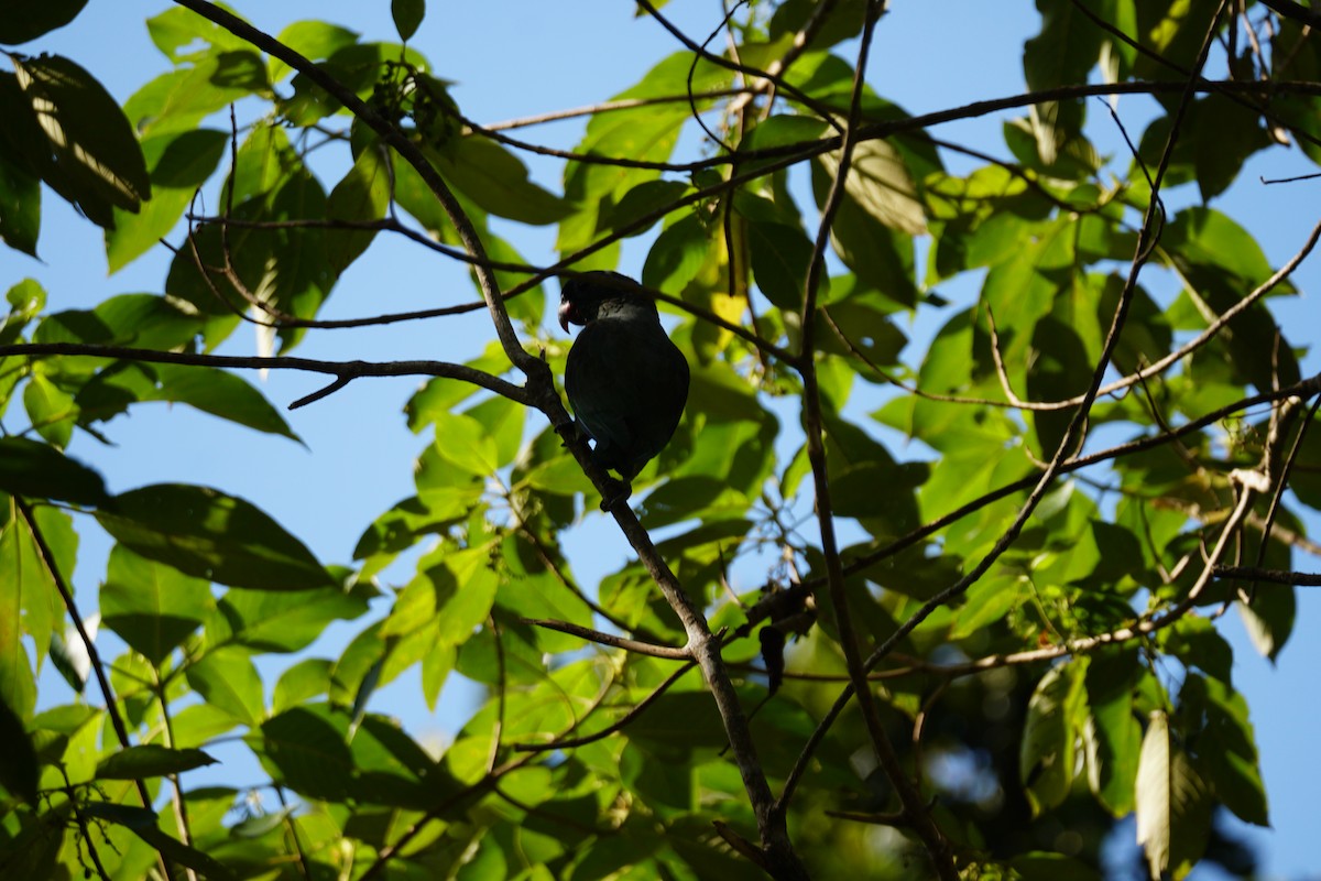 rødnebbpapegøye - ML644638607