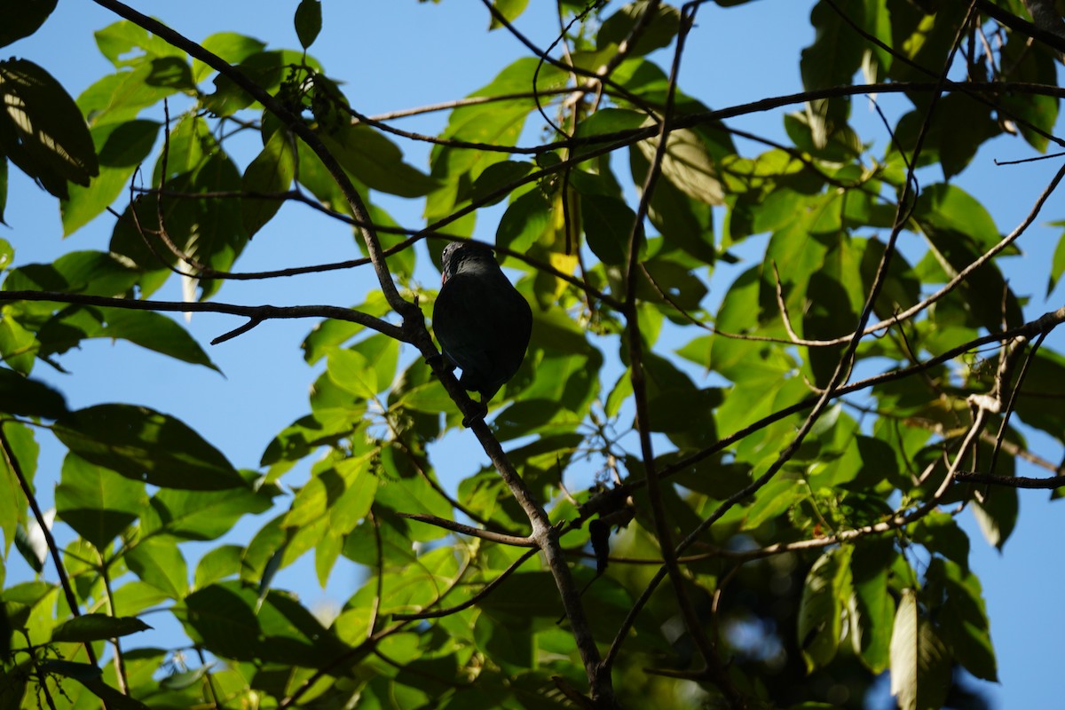 rødnebbpapegøye - ML644638608