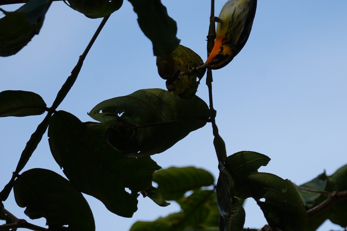 hemlokkparula - ML644638611