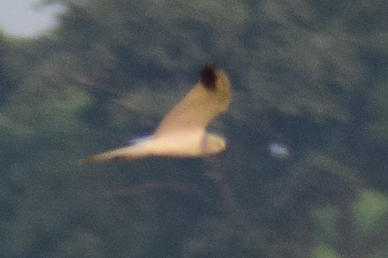 Pallid Harrier - ML644638615