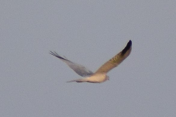 Pallid Harrier - ML644638616