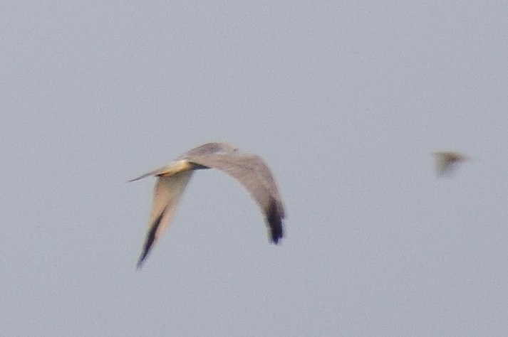 Pallid Harrier - ML644638617