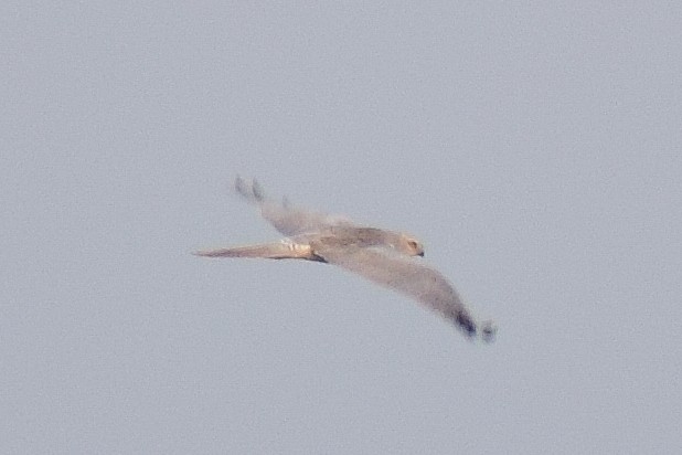 Pallid Harrier - ML644638618