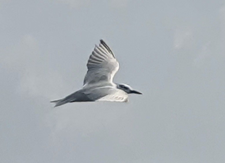 クロハラアジサシ - ML644638619