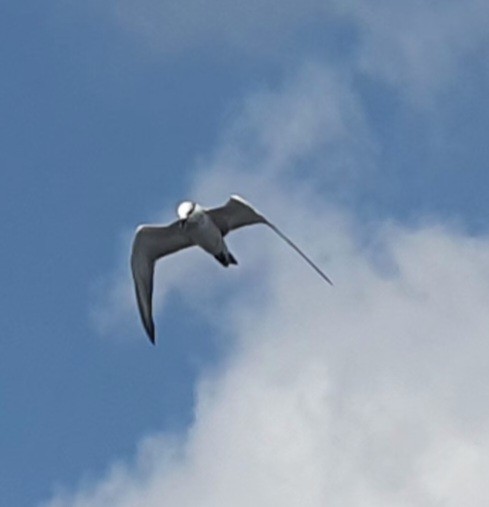 クロハラアジサシ - ML644638620