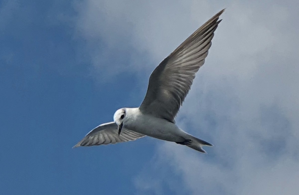 クロハラアジサシ - ML644638621