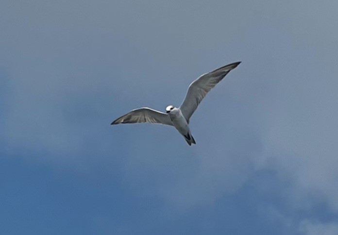 クロハラアジサシ - ML644638622