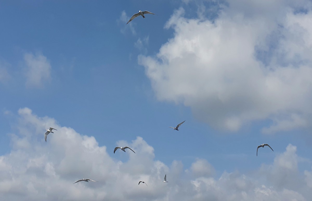 クロハラアジサシ - ML644638623