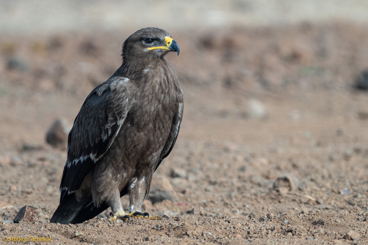 ソウゲンワシ - ML644638624