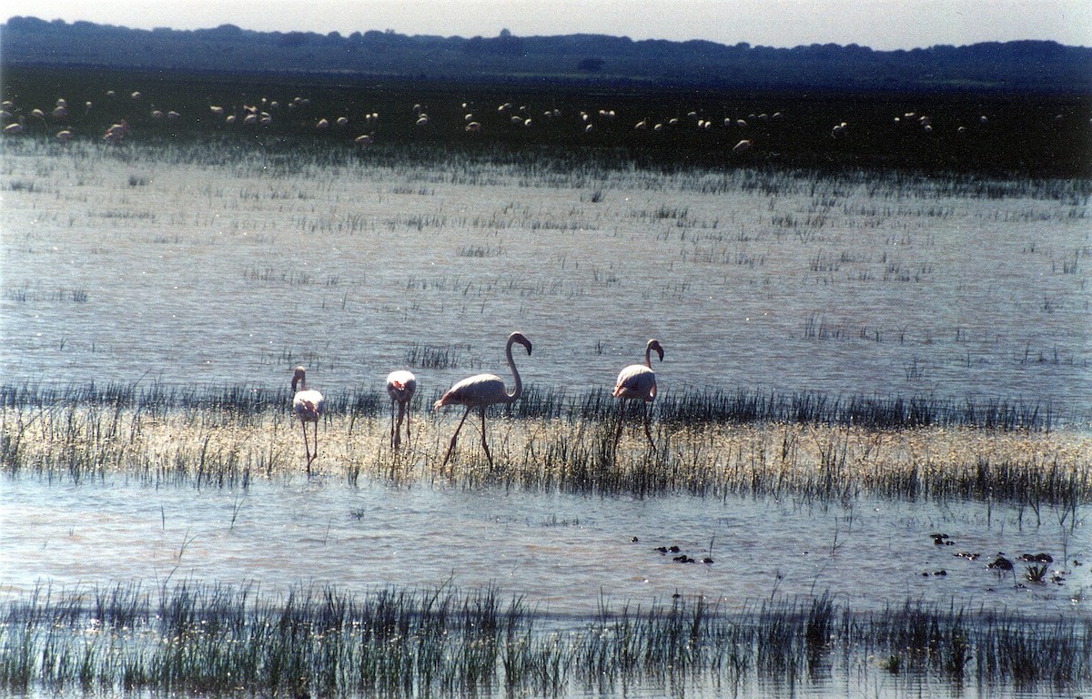 ヨーロッパフラミンゴ - ML644638626