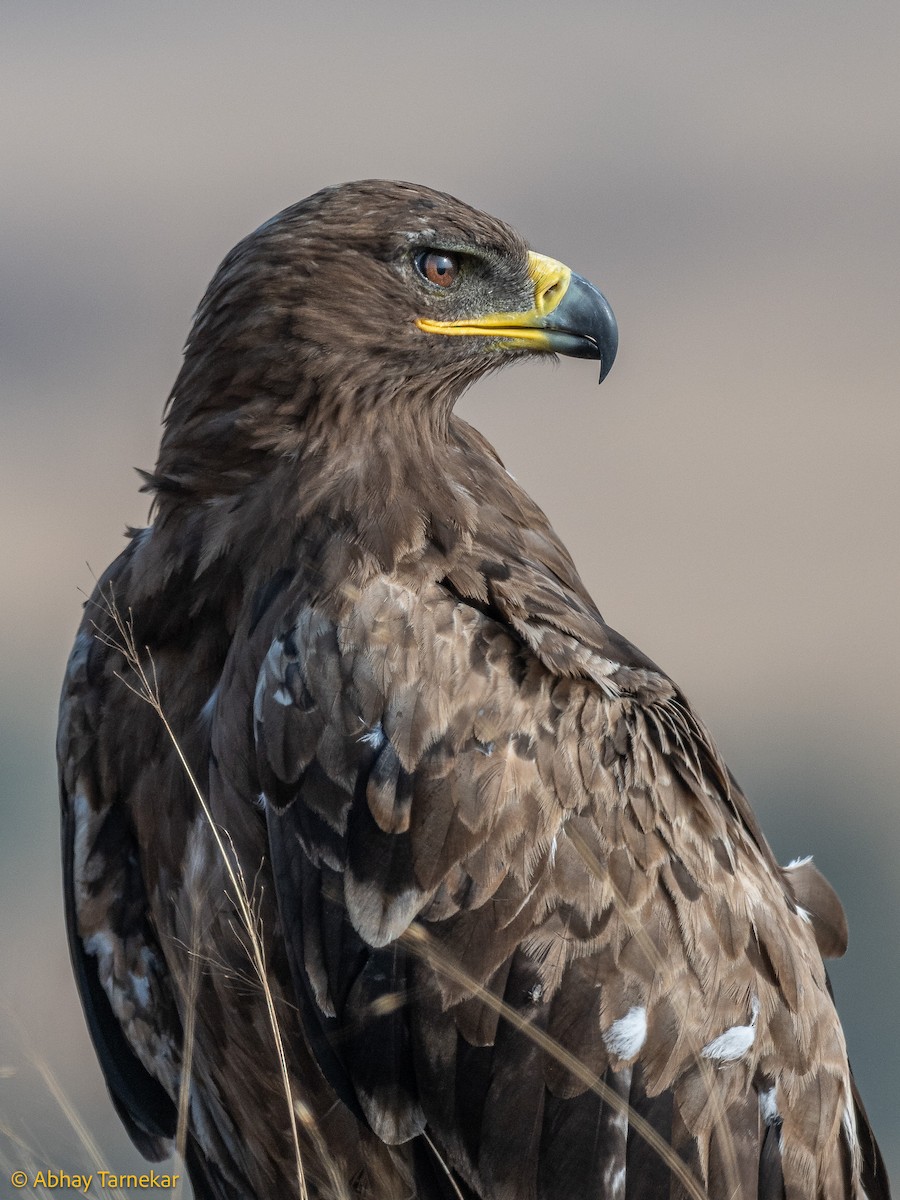 ソウゲンワシ - ML644638627