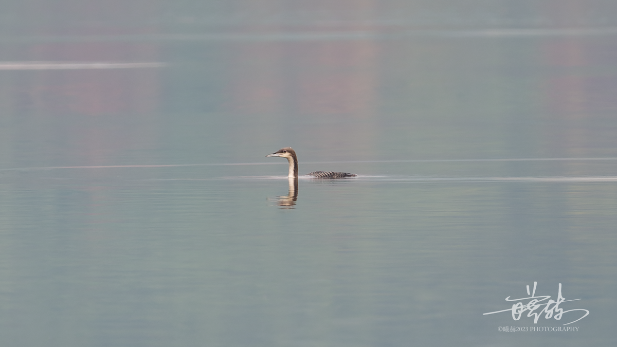 Pazifikoko aliota - ML644638637