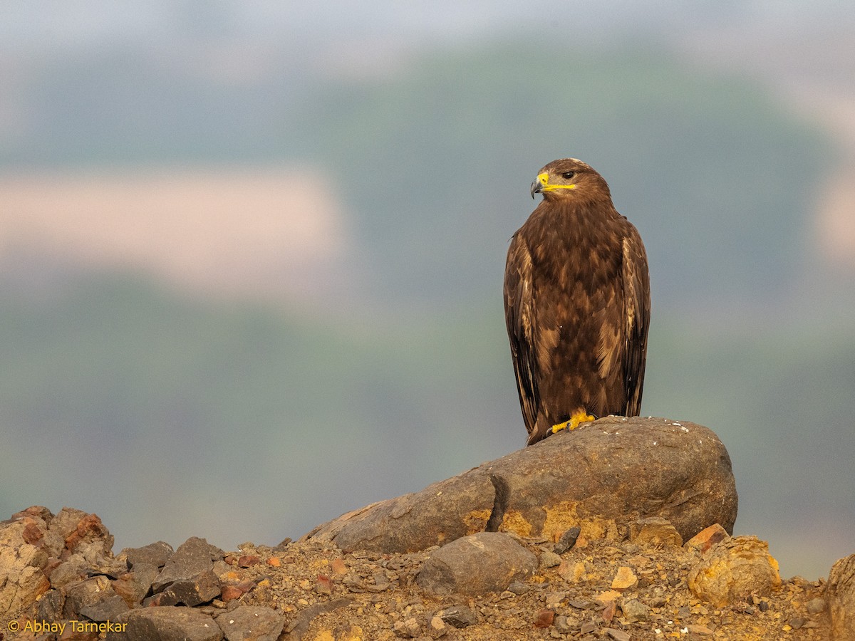 ソウゲンワシ - ML644638638